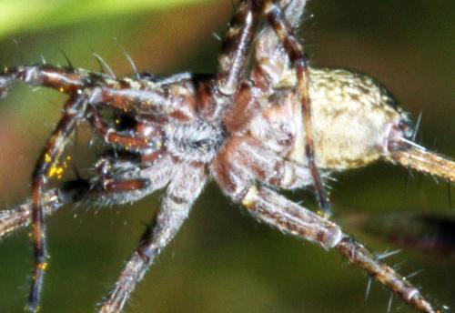 Réf. 323 566 : Pardosa sp.